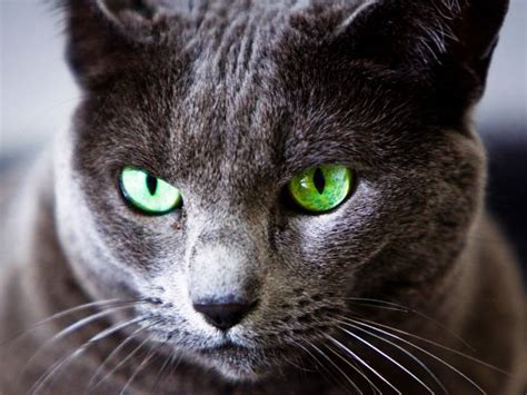 Top 10 Des Chats Aux Yeux Verts