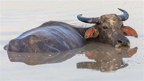 Le buffle d’eau - Safarine Tours