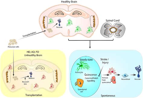 Generative potential of adult brain parenchyma. Parenchymal astrocytes... | Download Scientific ...