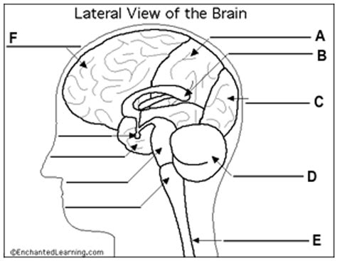 Diagram Of The Brain Diagram Quizlet