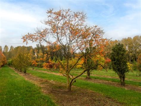 Koelreuteria Paniculata Varnish Tree Golden Rain Tree Van Den Berk