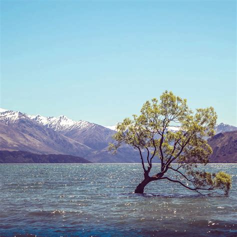 Wanaka Tree - Botanica