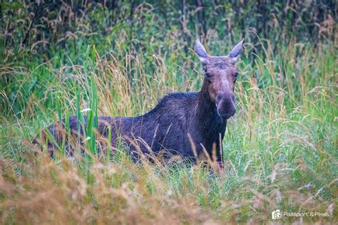 The Canadian Big Five: The Most Iconic Animals In Canada