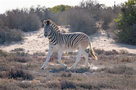 The Quagga Project - L’Ermitage Quagga Lodge