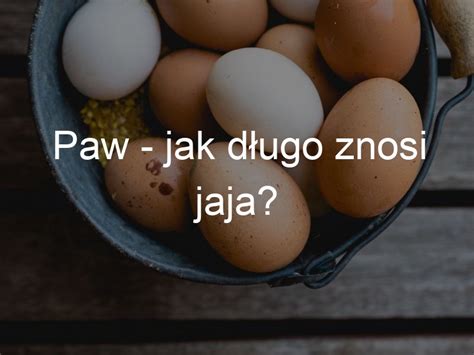 Paw jak długo znosi jaja Wyposażenie Ferm