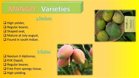 Mango Cultivation Practices PPT