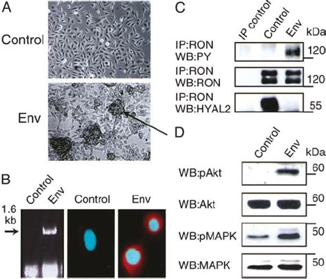 Effects Of JSRV Env Expression In BEAS 2B Cells BEAS 2B Cells Were