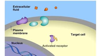 Animation: Steroid Hormone Pathway | Channels for Pearson+