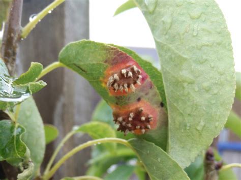 Diagnosis What Are These Red Orange Spots With Protruding Spikes On My Pear Tree