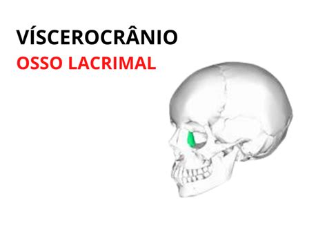 Ossos Nasal Lacrimal E V Mer Anatomia Odonto