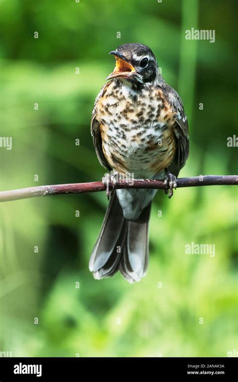 Juvenile American robin Stock Photo - Alamy