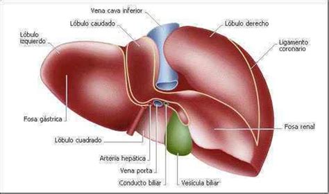 Hígado Flashcards Quizlet