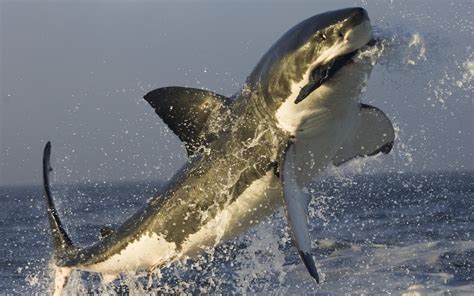 jumping, Great White Shark, animals, shark, sea, splashes, HD Wallpaper ...