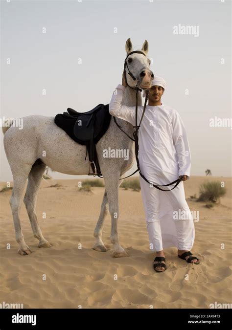 An Arabian Horse In The Desert Near Dubai Uae Stock Photo Alamy