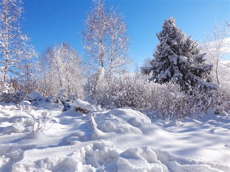 Fotos gratis paisaje árbol naturaleza bosque rama montaña nieve