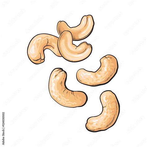 Whole And Peeled Cashew Nuts Vector Illustration Isolated On White