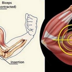 Musts To Maximize Biceps Growth