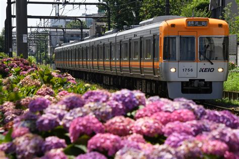 【京王番外編】井の頭線と紫陽花2019626撮影 くろりんのブログ