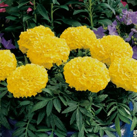 African Marigold Yellow Pearsons Nursery And Tearoom