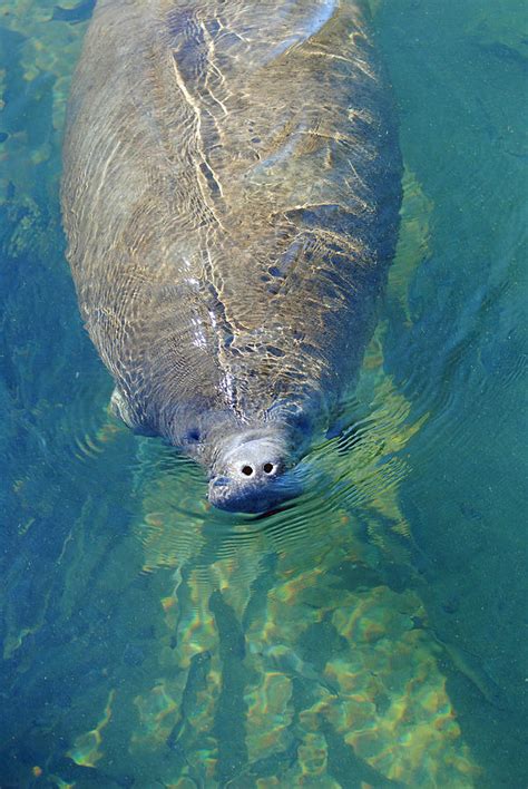 Homosassa Springs Manatee 4 Photograph By Justjeffaz Photography