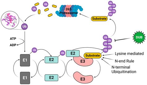 The Ubiquitinproteasome Pathway E1 Activates And Transfers Ubiquitin