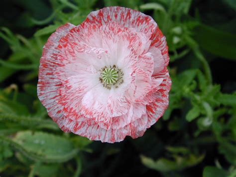 Papaver Rhoeas Engelschoir