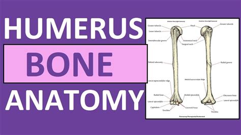 Humerus Bone Anatomy And Physiology Lecture YouTube