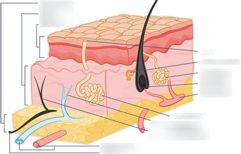 Integumentary System Diagram Diagram | Quizlet