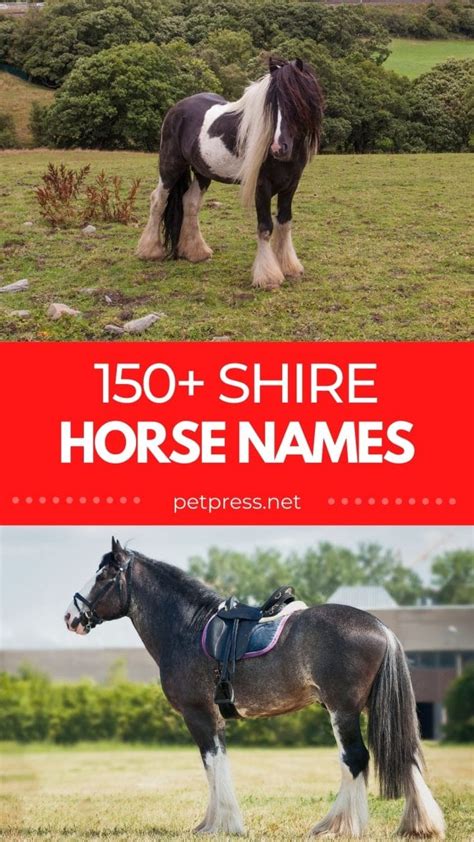 Shire Horse Names: List of 150+ Name Ideas for a Shire Horse