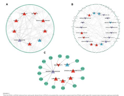 Figure 5 from Identi ﬁ cation and functional analysis of ovarian