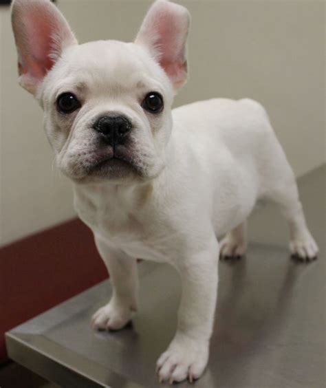 French Bulldog Chihuahua Mix Puppies : Chihuahua Mixed Breeds 20 ...