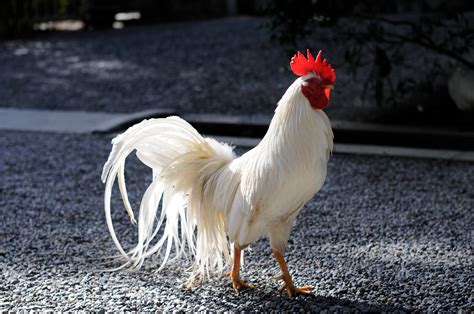 フリー画像 動物写真 鳥類 鶏ニワトリ フリー素材 Gatag｜フリー画像・写真素材集 10