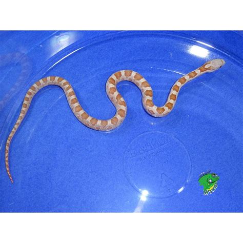 Hypo Black Rat Snake - captive babies - Strictly Reptiles Inc.