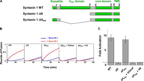 Munc18 1 Activates A Mutant SNARE Complex In Which The Syntaxin