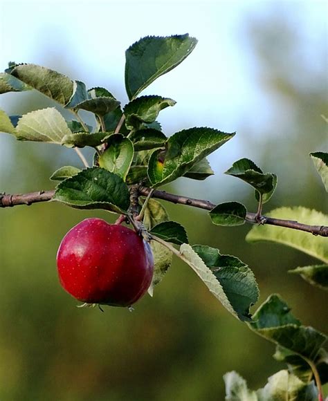 Apfel Obst Rot Kostenloses Foto Auf Pixabay Pixabay