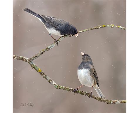 Dark Eyed Junco Male And Female Ready To Hang Photo Etsy