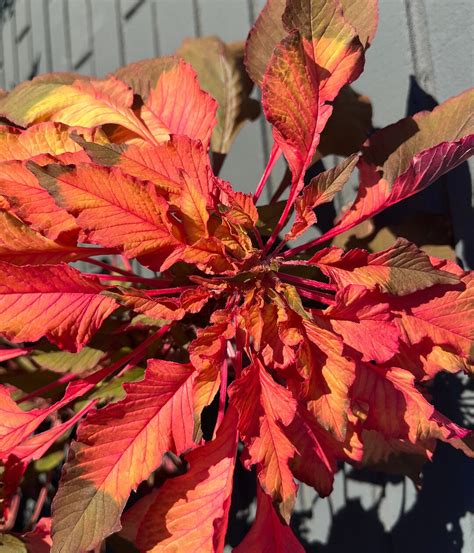 Illumination Joseph S Coat Amaranthus Amaranth Summer Poinsettia