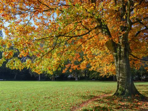 These Are The Best Trees To Have In Your Backyard - homeyou