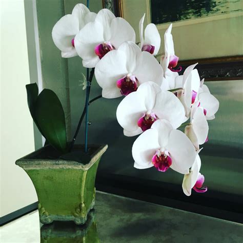 How Long Do Orchid Blooms Last Tips To Last Longer