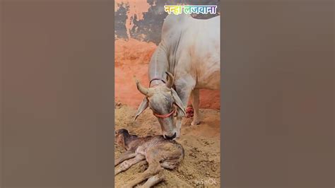 देखों देसी गाय की सुंदरता Desicow Nanha Lajwana Dairy Farm Youtube