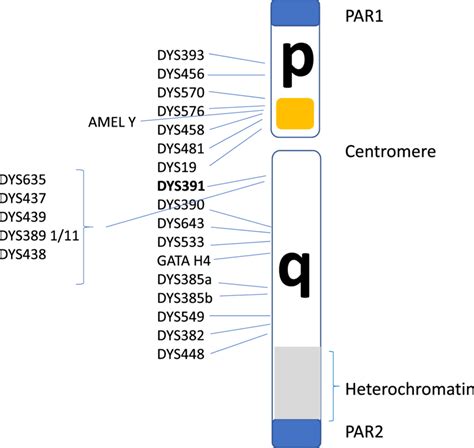 Structural Diagram Of The Human Y Chromosomes Identifying The Relative