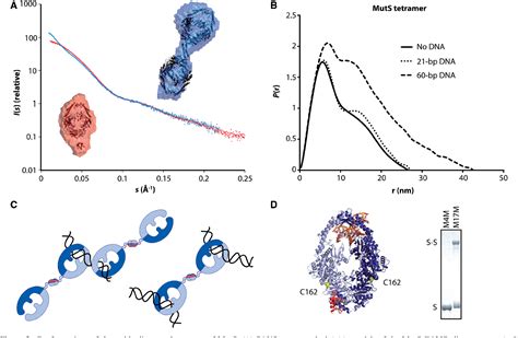 Figure 3 From Using Stable MutS Dimers And Tetramers To Quantitatively