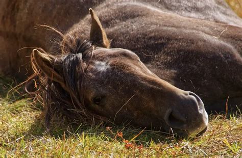 Combattre Le Stress Du Cheval Contre Galop