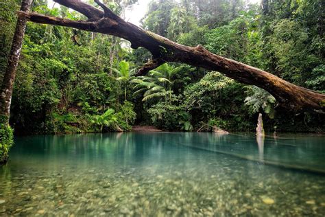 Daintree Rainforest Tour Via Mossman Gorge Tony S Tropical Tours