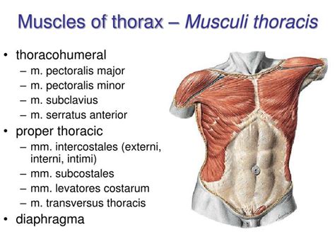 Regions Of The Thorax