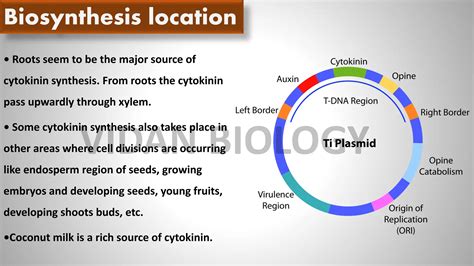 Cytokinin Plant Hormones | PPT