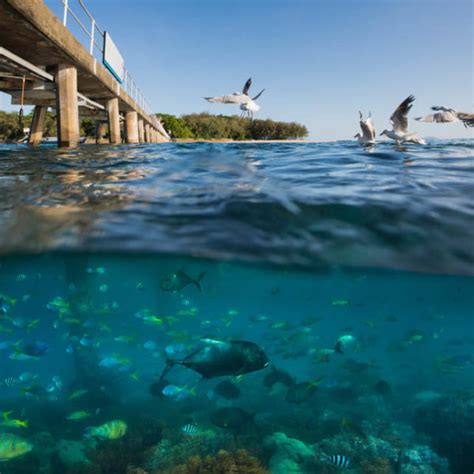 Green Island & Great Barrier Reef Snorkelling - Great Adventures Cruises | Great Adventures