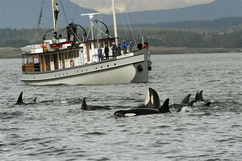 Puget Sound orcas 'distinct,' remain endangered