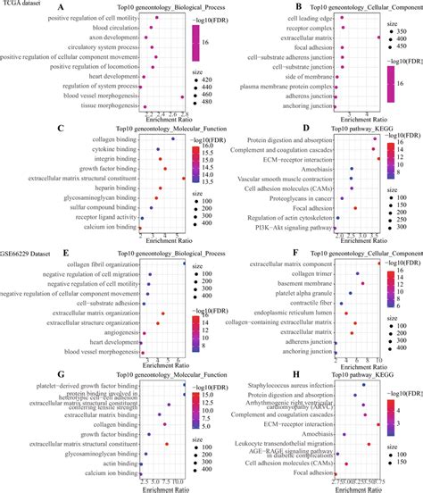 Functional Annotation Of Degs Between Molecular Subtypes Belonging To