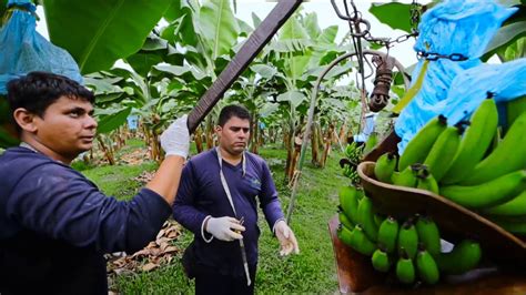 Video Corporativo Industria Bananera De Costa Rica YouTube